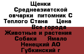 Щенки Среднеазиатской овчарки (питомник С Теплого Стана) › Цена ­ 20 000 - Все города Животные и растения » Собаки   . Ямало-Ненецкий АО,Губкинский г.